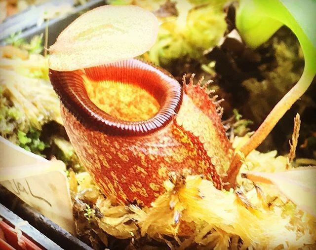 4. Loài cây này sống trên đất nghèo dinh dưỡng. Để thích nghi với môi trường thiếu chất, nó tiến hóa thành cây ăn thịt để bổ sung dưỡng chất từ con mồi. Ảnh: Pinterest.