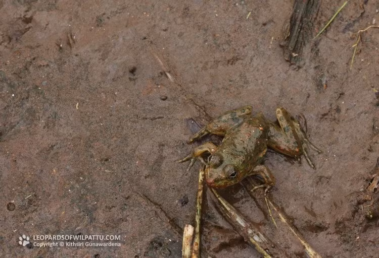 Vòng đời gắn chặt với nước. Trứng được đẻ thành từng cụm nổi trên mặt nước. Nòng nọc phát triển hoàn toàn trong môi trường nước trước khi biến thái thành ếch con và bắt đầu cuộc sống bán thủy sinh đặc trưng. Ảnh: wilpattu.com.