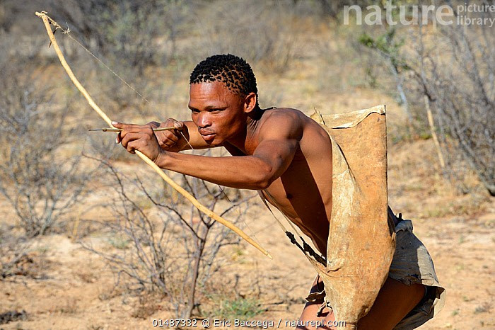 Săn bắn bằng cung tên tẩm độc. Người San sử dụng mũi tên nhỏ tẩm độc từ côn trùng hoặc thực vật để bắn vào con thú, sau đó kiên nhẫn lần theo dấu vết cho đến khi con mồi kiệt sức. Ảnh: naturepl.com.