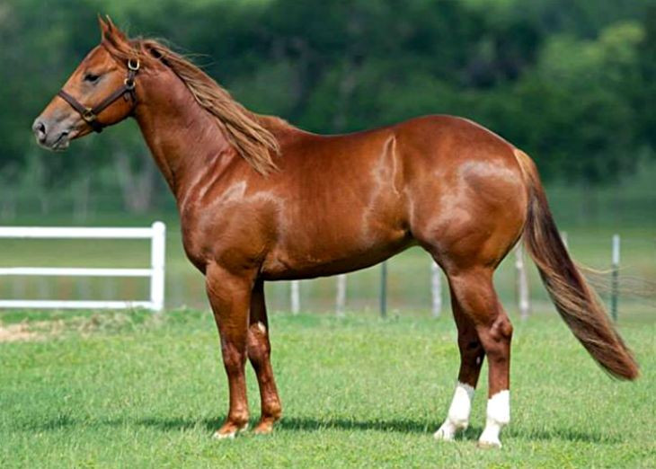 Vai trò của hệ thần kinh. Khi ngủ đứng, ngựa chỉ rơi vào trạng thái ngủ nông; hệ thần kinh vẫn duy trì mức cảnh giác cao, cho phép chúng nhanh chóng phá khóa khớp và bỏ chạy khi phát hiện nguy hiểm. Ảnh: Pinterest.