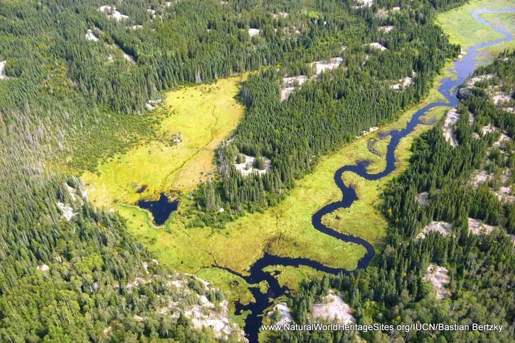Có diện tích khổng lồ. Pimachiowin Aki có diện tích hơn 29.000 km², lớn hơn cả nhiều quốc gia nhỏ. Phần lớn khu vực này vẫn giữ được trạng thái hoang dã nguyên sơ, với hàng nghìn hồ nước, sông suối và những cánh rừng cổ thụ trải dài bất tận. Ảnh: naturalworldheritagesites.org.