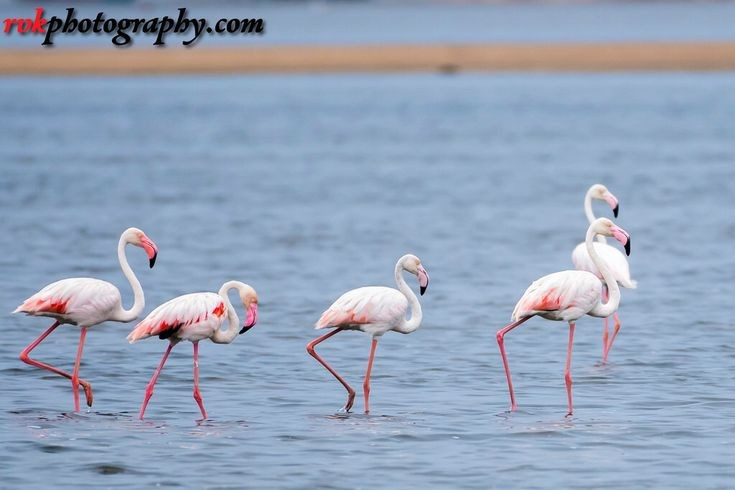 Hệ sinh thái phụ thuộc vào nước nhân tạo. Vườn quốc gia Keoladeo không có nguồn nước tự nhiên ổn định, mà phụ thuộc vào hệ thống dẫn nước từ kênh đào và mưa mùa gió mùa để duy trì đầm lầy. Ảnh: Pinterest.