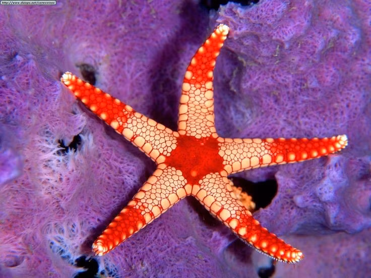 Có thể tái tạo lại chi bị mất. Nhiều loài sao biển có khả năng mọc lại 'cánh tay', thậm chí từ một phần nhỏ của cơ thể có thể phát triển thành cá thể mới. Ảnh: Pinterest.