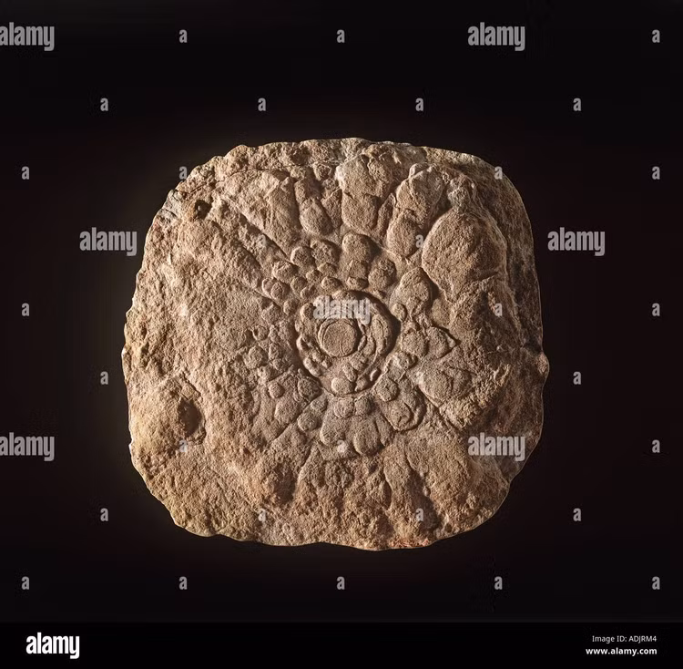 Phân bố ở nhiều nơi trên thế giới. Hóa thạch của chúng được tìm thấy tại Úc, Nam Cực và một số khu vực cổ đại khác, cho thấy phạm vi tồn tại rộng lớn. Ảnh: alamy.com.