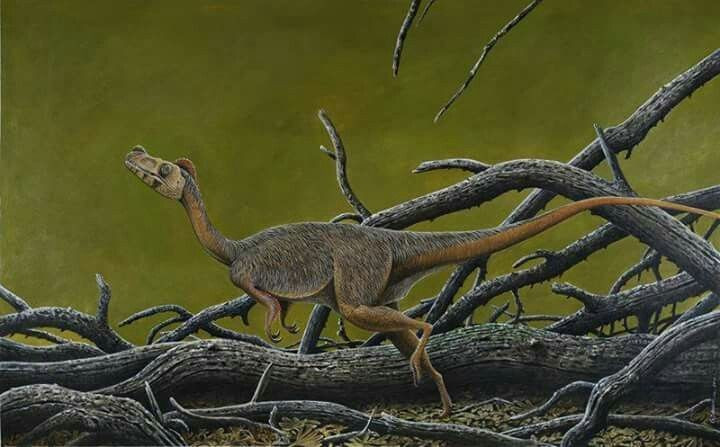 Ứng cử viên cho danh hiệu nhỏ nhất. Các nhà cổ sinh vật học thường nhắc tới Microraptor, Anchiornis hay Parvicursor như những loài khủng long nhỏ nhất từng được phát hiện. Ảnh: Pinterest.