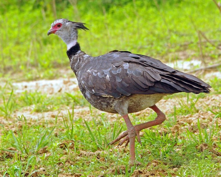 Ngỗng hạc mào là một trong những loài chim cổ xưa nhất Nam Mỹ. Ngỗng hạc mào thuộc họ Anhimidae, nhóm chim được xem là “hóa thạch sống” với nhiều đặc điểm giải phẫu còn giữ nét nguyên thủy so với các loài chim hiện đại. Ảnh: Pinterest.