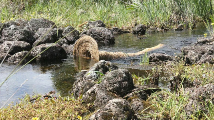 Là biểu tượng của sự phục hồi văn hóa bản địa. Ngày nay, khu di sản Budj Bim được quản lý với sự tham gia quan trọng của cộng đồng Gunditjmara. Việc bảo tồn nơi này không chỉ giúp gìn giữ một kỳ tích kỹ thuật cổ xưa mà còn góp phần phục hồi và tôn vinh văn hóa thổ dân Úc. Ảnh: visitsoutherngrampians.com.au.