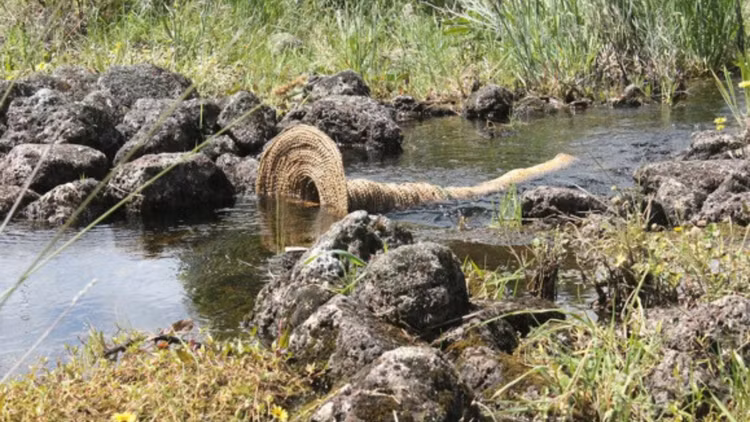 Là biểu tượng của sự phục hồi văn hóa bản địa. Ngày nay, khu di sản Budj Bim được quản lý với sự tham gia quan trọng của cộng đồng Gunditjmara. Việc bảo tồn nơi này không chỉ giúp gìn giữ một kỳ tích kỹ thuật cổ xưa mà còn góp phần phục hồi và tôn vinh văn hóa thổ dân Úc. Ảnh: visitsoutherngrampians.com.au.