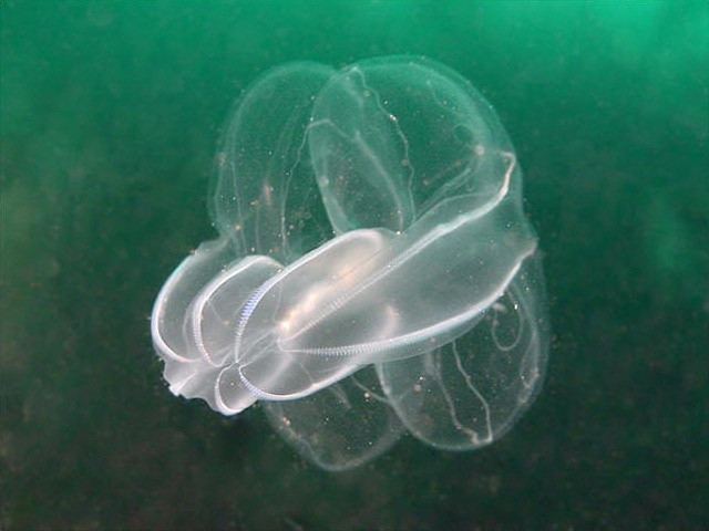 Không phải sứa thật sự. Dù thường được gọi là “sứa lược”, các loài thuộc ngành Ctenophora không phải sứa thật sự. Sứa thật thuộc ngành Cnidaria, trong khi sứa lược tạo thành một ngành sinh học hoàn toàn riêng biệt. Chúng có cấu trúc cơ thể, hệ thần kinh và cách săn mồi khác biệt đáng kể so với sứa thông thường. Ảnh: Pinterest.