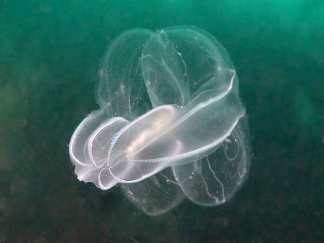 Không phải sứa thật sự. Dù thường được gọi là “sứa lược”, các loài thuộc ngành Ctenophora không phải sứa thật sự. Sứa thật thuộc ngành Cnidaria, trong khi sứa lược tạo thành một ngành sinh học hoàn toàn riêng biệt. Chúng có cấu trúc cơ thể, hệ thần kinh và cách săn mồi khác biệt đáng kể so với sứa thông thường. Ảnh: Pinterest.