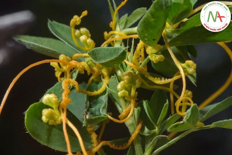 Vừa là cây hại vừa có giá trị y học. Dù gây hại trong nông nghiệp, dây tơ hồng vẫn được sử dụng trong y học cổ truyền ở một số nền văn hóa với công dụng nhất định. Ảnh: nhathuocngocanh.com.