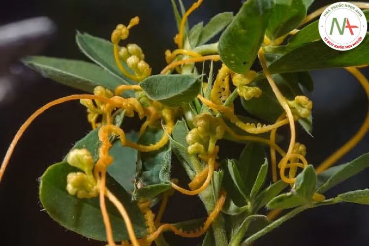 Vừa là cây hại vừa có giá trị y học. Dù gây hại trong nông nghiệp, dây tơ hồng vẫn được sử dụng trong y học cổ truyền ở một số nền văn hóa với công dụng nhất định. Ảnh: nhathuocngocanh.com.