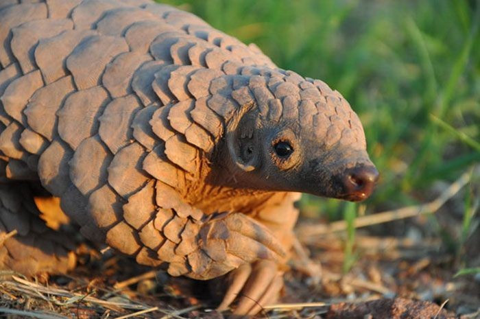 Pangolinler, pullu tek memelilerdir. Pulları, insan saçı ve tırnaklarıyla aynı madde olan keratinden oluşur ve onları yırtıcılardan korur. Fotoğraf: Pinterest. Tê tê là loài thú duy nhất có vảy. Vảy của chúng được tạo từ keratin – cùng chất với tóc và móng tay người, giúp bảo vệ khỏi thú săn mồi. Ảnh: Pinterest.