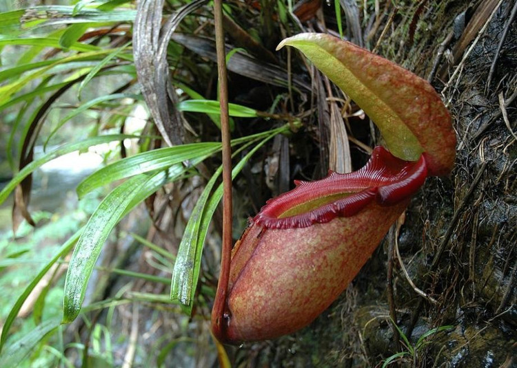 8. Nepenthes rajah được bảo vệ nghiêm ngặt. Vì hiếm có và dễ bị khai thác trái phép, loài cây này được xếp vào danh sách bảo tồn quốc tế và được giám sát tại các vườn quốc gia mà chúng phân bố. Ảnh: slate.com.
