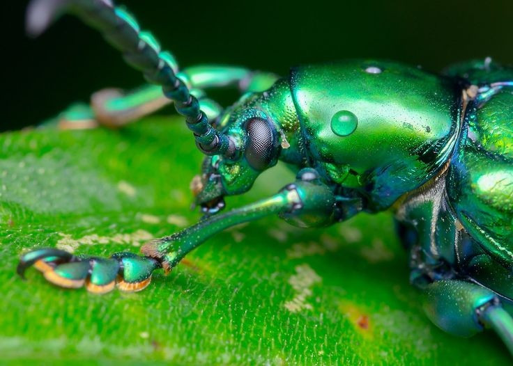 Phân bố chủ yếu ở Đông Nam Á. Bọ ánh kim chân ếch sinh sống phổ biến tại Việt Nam, Lào, Campuchia và Thái Lan, đặc biệt trong các khu rừng nhiệt đới ẩm và vùng có nhiều cây leo. Ảnh: Pinterest.