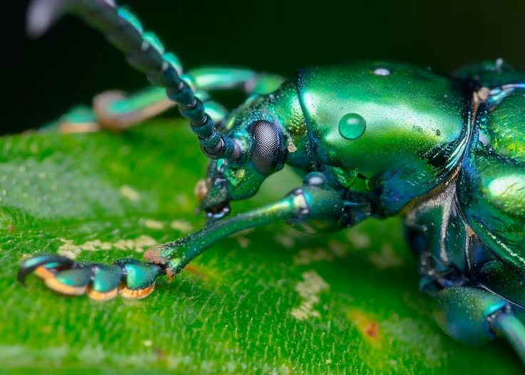 Phân bố chủ yếu ở Đông Nam Á. Bọ ánh kim chân ếch sinh sống phổ biến tại Việt Nam, Lào, Campuchia và Thái Lan, đặc biệt trong các khu rừng nhiệt đới ẩm và vùng có nhiều cây leo. Ảnh: Pinterest.
