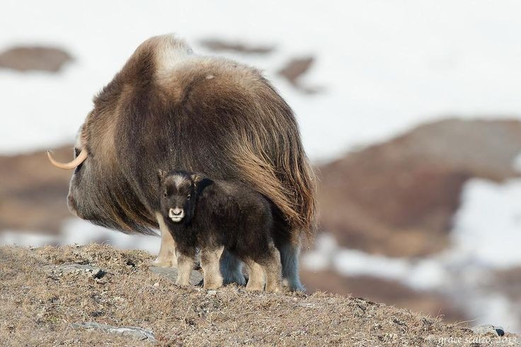 Suýt tuyệt chủng vào thế kỷ 19. Do săn bắn quá mức, số lượng của chúng sụt giảm mạnh nhưng đã được phục hồi nhờ nỗ lực bảo tồn. Ảnh: Pinterest.