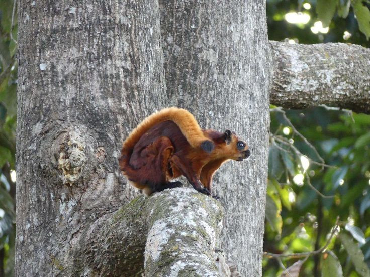 5. Chế độ ăn chủ yếu là thực vật. Chúng ăn lá cây, quả, hoa, vỏ cây và đôi khi cả côn trùng, giúp duy trì hệ sinh thái rừng bằng việc phát tán hạt giống. Ảnh: Pinterest.