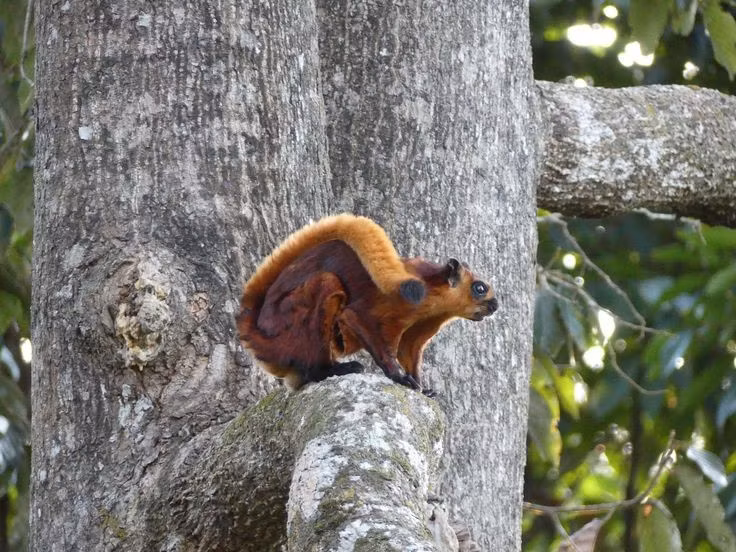 5. Chế độ ăn chủ yếu là thực vật. Chúng ăn lá cây, quả, hoa, vỏ cây và đôi khi cả côn trùng, giúp duy trì hệ sinh thái rừng bằng việc phát tán hạt giống. Ảnh: Pinterest.