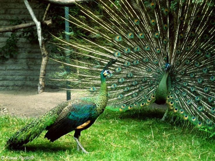 3. Đuôi dài và tập tính xòe đuôi để tán tỉnh. Công trống có thể xòe đuôi dài lộng lẫy với các hoa văn “mắt công” để thu hút bạn tình – một trong những hành vi tán tỉnh ấn tượng nhất trong thế giới động vật. Ảnh: Pinterest.