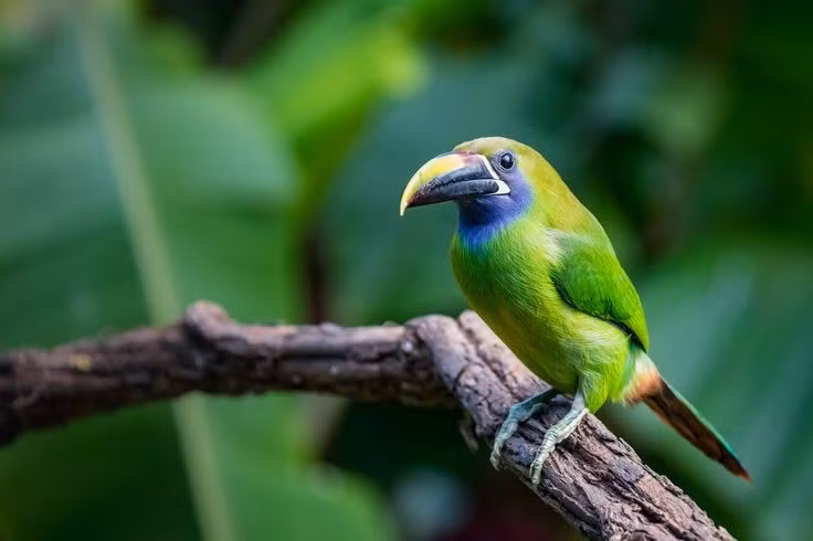 Được xem là loài chỉ thị môi trường rừng. Sự hiện diện hay suy giảm của chim tu căng ngọc lục bảo phản ánh trực tiếp tình trạng rừng nguyên sinh, khiến chúng trở thành đối tượng được quan tâm trong công tác bảo tồn. Ảnh: Pinterest.