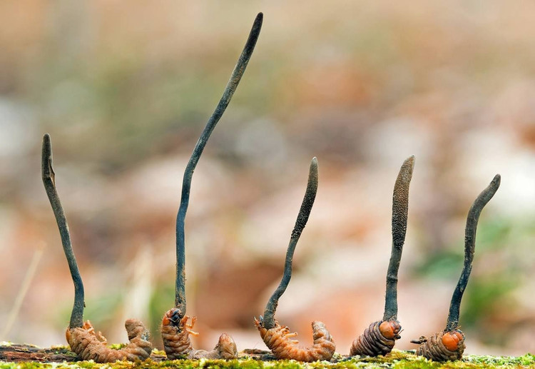 Sống ở điều kiện cực kỳ khắc nghiệt. Loài nấm này chủ yếu phân bố trên cao nguyên Tây Tạng và vùng Himalaya ở độ cao khoảng 3.000–5.000 m so với mực nước biển. Điều kiện khí hậu lạnh, đất nghèo dinh dưỡng và mùa sinh trưởng ngắn khiến việc hình thành đông trùng hạ thảo trở nên hiếm hoi. Ảnh: Pinterest.