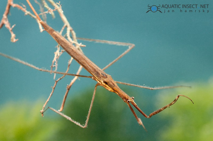 Thức ăn gồm nhiều sinh vật thủy sinh nhỏ. Chúng ăn côn trùng nước, ấu trùng muỗi, nòng nọc và cá con, đóng vai trò điều hòa quần thể sinh vật trong ao hồ tự nhiên. Ảnh: biolib.cz.