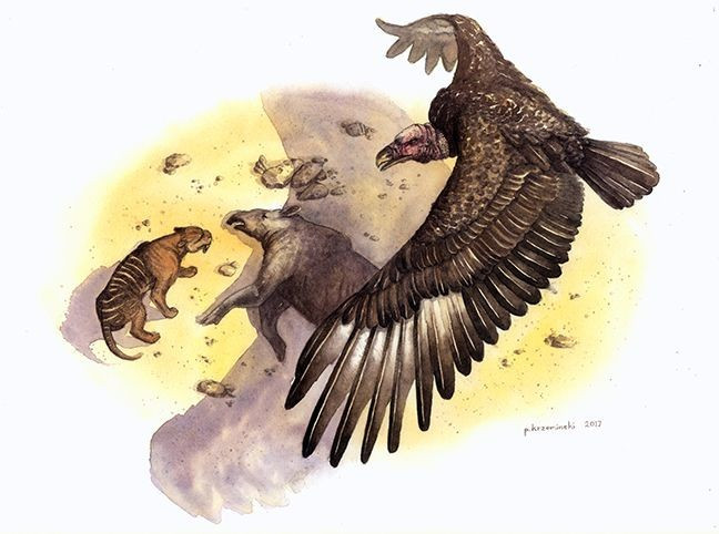 5. Thức ăn chủ yếu là xác động vật và các con mồi nhỏ. Dù có kích thước lớn, Argentavis không phải là loài săn mồi hung dữ như đại bàng mà có thể là loài ăn xác chết hoặc săn các con mồi nhỏ. Ảnh: Pinterest.