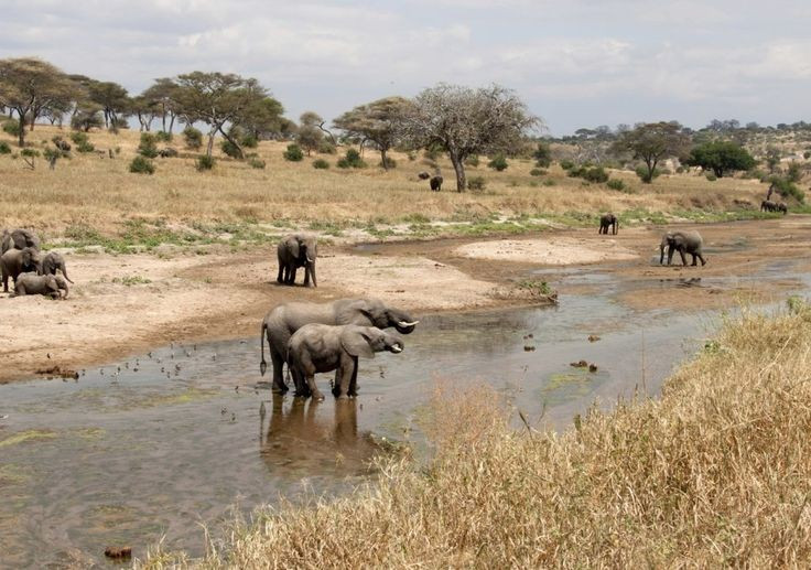 Nguồn nước quan trọng của khu vực. Các sông suối bắt nguồn từ sườn núi Kilimanjaro cung cấp nước cho nhiều cộng đồng dân cư và hệ sinh thái ở vùng xung quanh. Những khu rừng trên núi đóng vai trò như “bể chứa nước tự nhiên”, giữ ẩm và điều hòa khí hậu địa phương. Ảnh: Pinterest.