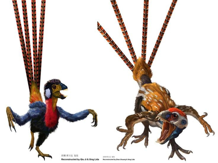 Góp phần làm rõ nguồn gốc lông vũ. Phát hiện loài này thay đổi cách hiểu về chức năng ban đầu của lông vũ. Ảnh: Pinterest.