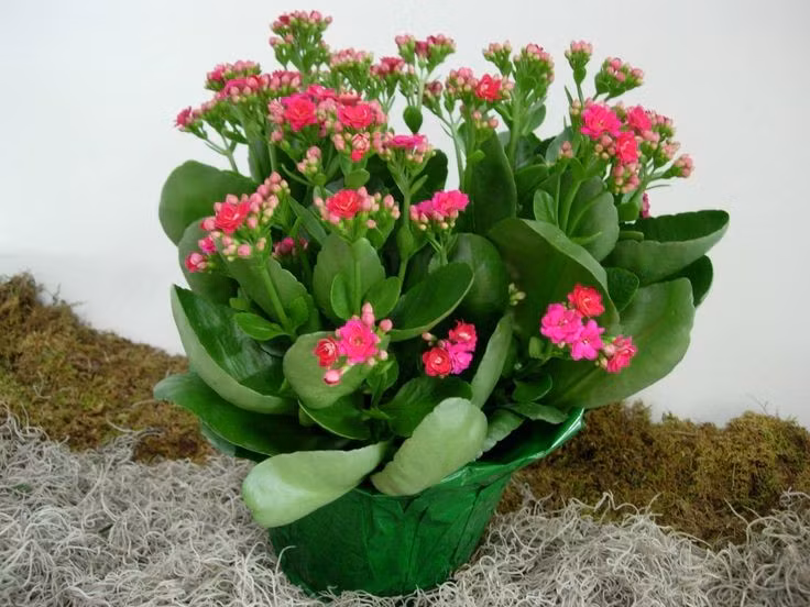 Dễ nhân giống từ lá hoặc cành. Chỉ cần một lá khỏe cắm xuống đất ẩm, cây thuốc bỏng đã có thể ra rễ và phát triển thành cây mới. Ảnh: Pinterest.