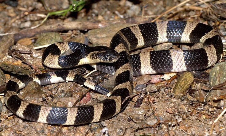 4. Có thói quen săn đêm và sống ẩn dật. Loài rắn này hoạt động chủ yếu vào ban đêm và ban ngày thường trú ẩn dưới các đống lá khô, gốc cây hoặc khe đá. Ảnh: Pinterest.