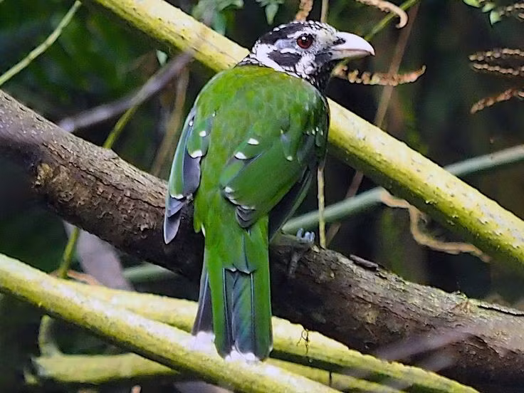 Thức ăn bao gồm trái cây và côn trùng. Chế độ ăn hỗn hợp giúp chúng thích nghi tốt với những điều kiện môi trường khác nhau. Ảnh: Pinterest.