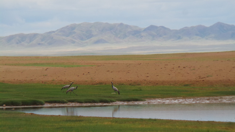 Thiên đường của chim di cư. Uvs Nuur là điểm dừng chân quan trọng cho hàng chục loài chim di cư, bao gồm cả những loài nguy cấp toàn cầu. Ảnh: tripadvisor.com.