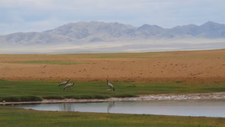 Thiên đường của chim di cư. Uvs Nuur là điểm dừng chân quan trọng cho hàng chục loài chim di cư, bao gồm cả những loài nguy cấp toàn cầu. Ảnh: tripadvisor.com.