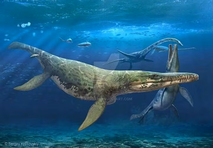 Kích thước khổng lồ. Kronosaurus có thể dài từ 10 đến 12 mét, với cái đầu chiếm gần một phần ba chiều dài cơ thể. Ảnh: Pinterest.
