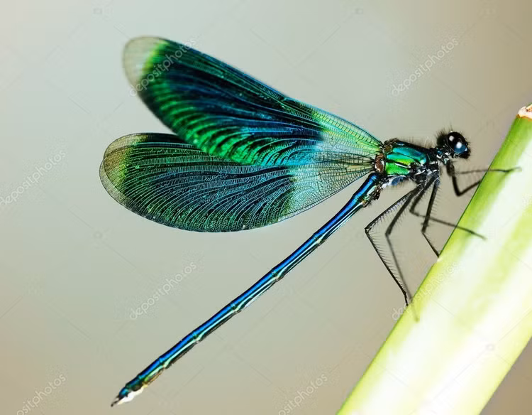 Màu sắc thường rất rực rỡ. Nhiều loài chuồn chuồn kim có màu xanh lam, xanh lục, đỏ hoặc ánh kim rất đẹp. Những màu sắc này đôi khi còn thay đổi tùy theo giới tính hoặc giai đoạn trưởng thành, tạo nên vẻ ngoài nổi bật khi chúng bay quanh các ao hồ. Ảnh: Pinterest.