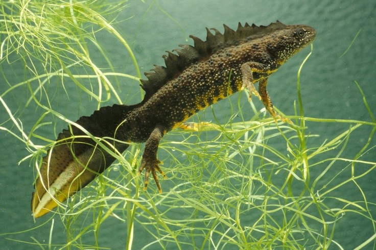 Trứng của chúng được bọc trong lá cây thủy sinh. Con cái khéo léo gấp lá lại để bảo vệ trứng khỏi kẻ thù và ánh sáng mạnh. Ảnh: Pinterest.