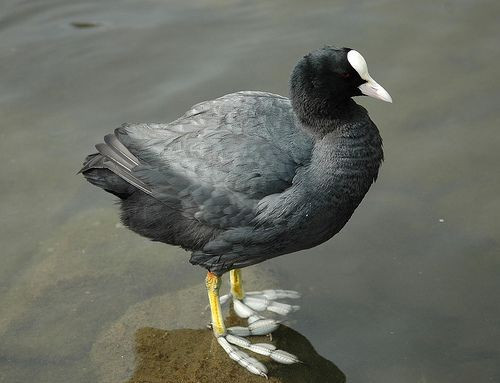 Bàn chân kỳ lạ như “cánh quạt”. Thay vì màng chân như vịt, sâm cầm có các ngón chân dài với thùy da riêng biệt, giúp chúng bơi hiệu quả và di chuyển linh hoạt trên bùn lầy hoặc thảm thực vật nổi. Ảnh: Pinterest.