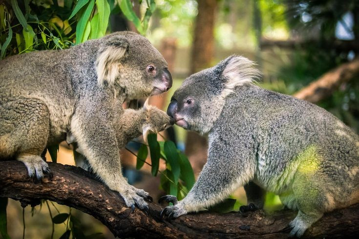 8. Đang đối mặt nguy cơ tuyệt chủng. Sự mất rừng, cháy rừng và dịch bệnh khiến quần thể koala giảm mạnh, trở thành loài cần được bảo vệ khẩn cấp. Ảnh: Pinterest.