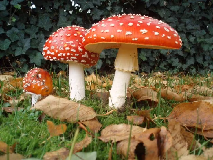 Có độc nhưng hiếm khi gây chết người. Độc tố muscimol của độc gây ảo giác và rối loạn thần kinh nếu ăn phải. Ảnh: Pinterest.