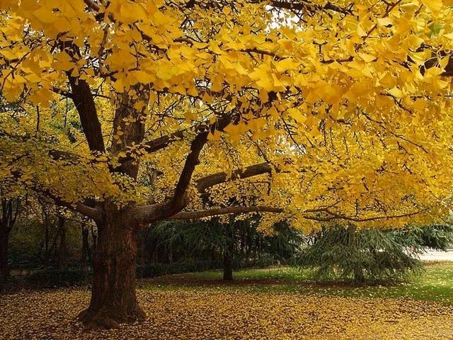 Có thể sống sót sau thảm họa hạt nhân. Một số cây bạch quả gần tâm nổ bom hạt nhân ở Hiroshima và Nagasaki (Nhật Bản) năm 1945 vẫn sống sót và tiếp tục phát triển sau vụ nổ. Những cây này sau đó được xem như biểu tượng mạnh mẽ của sự hồi sinh và sức sống phi thường của thiên nhiên. Ảnh: Pinterest.