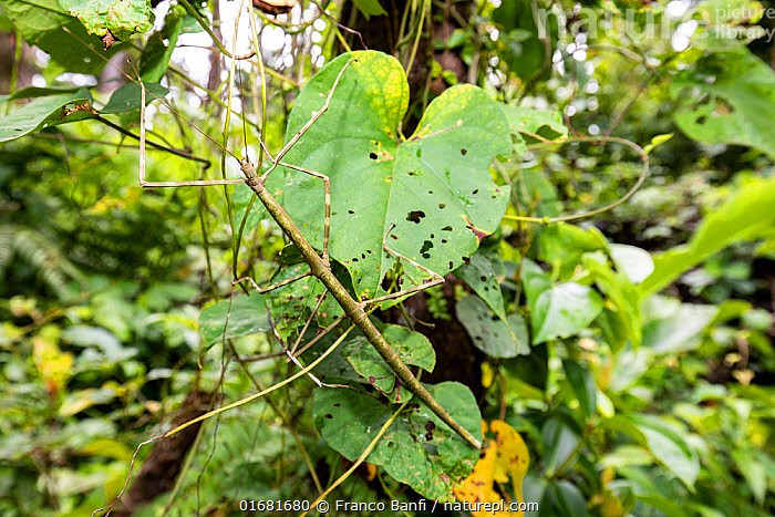 7. Quá trình phát triển rất chậm và kéo dài. Từ lúc trứng nở đến khi trưởng thành, bọ que trải qua nhiều lần lột xác trong suốt nhiều tháng, khiến vòng đời của chúng kéo dài hơn so với nhiều côn trùng khác. Ảnh: naturepl.com.