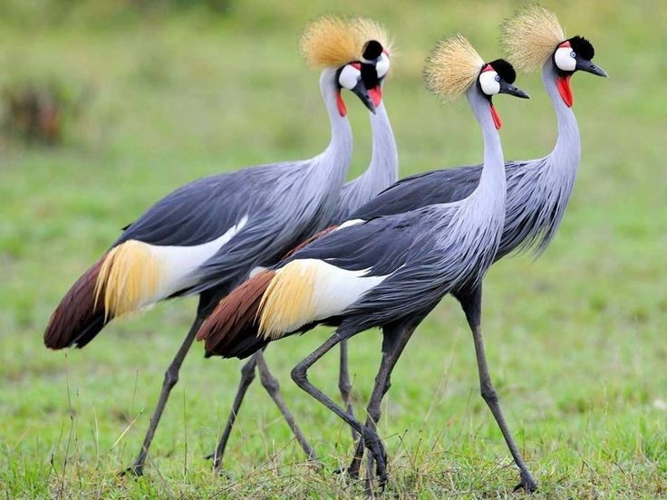 Sống chủ yếu ở vùng đầm lầy châu Phi. Sếu vương miện xám phụ thuộc nhiều vào các thảm cỏ ngập nước để kiếm ăn. Ảnh: Pinterest.