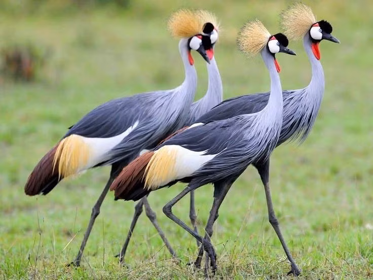 Sống chủ yếu ở vùng đầm lầy châu Phi. Sếu vương miện xám phụ thuộc nhiều vào các thảm cỏ ngập nước để kiếm ăn. Ảnh: Pinterest.