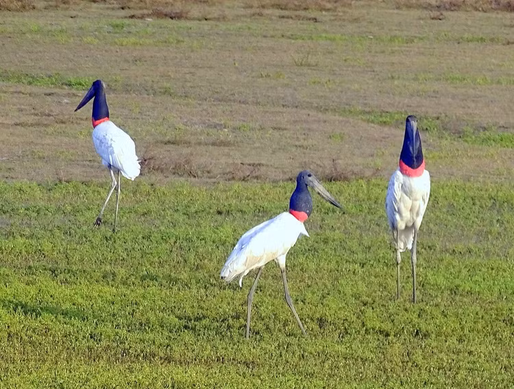 Loài cò lớn nhất châu Mỹ. Cò cổ cong (Jabiru mycteria) là loài cò lớn nhất ở châu Mỹ, có chiều cao lên tới hơn 1,5 mét và sải cánh rộng gần 3 mét. Ảnh: flickr.com.