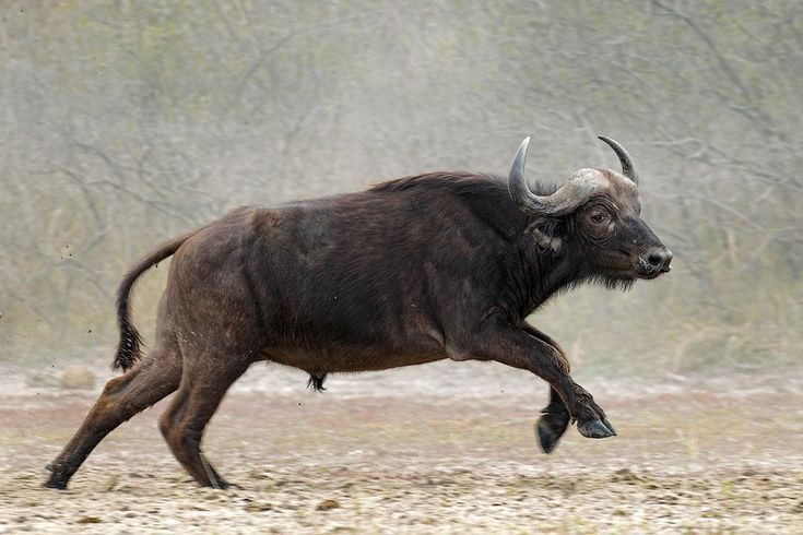 Tính cách khó đoán và hung hãn. Được mệnh danh là “cái chết đen” ở châu Phi, chúng nổi tiếng vì sự khó chịu và có thể tấn công bất ngờ cả con người lẫn động vật khác. Ảnh: Pinterest.