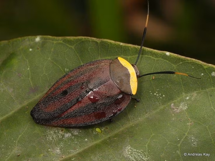 Có họ hàng gần với mối. Trước đây, mối được xếp thành một bộ riêng (Isoptera), nhưng các nghiên cứu di truyền hiện đại cho thấy mối thực chất nằm trong bộ Blattodea. Điều này có nghĩa là mối là một nhánh tiến hóa đặc biệt của gián, phát triển đời sống xã hội phức tạp với tổ chức bầy đàn chặt chẽ. Ảnh: Pinterest.