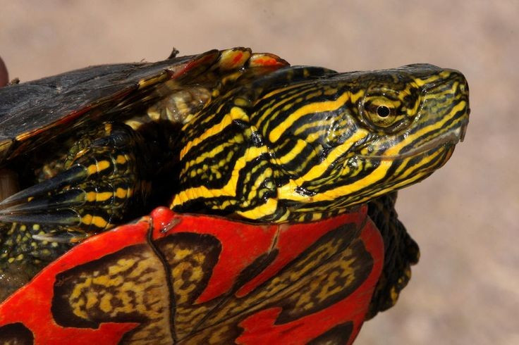 Khả năng ngủ đông dưới nước. Vào mùa lạnh, chúng có thể sống hàng tháng dưới lớp băng, hô hấp qua da và niêm mạc. Ảnh: Pinterest.