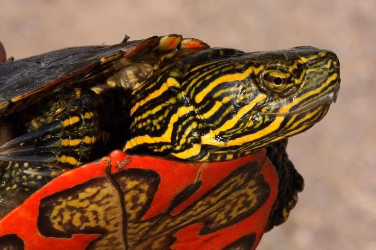 Khả năng ngủ đông dưới nước. Vào mùa lạnh, chúng có thể sống hàng tháng dưới lớp băng, hô hấp qua da và niêm mạc. Ảnh: Pinterest.